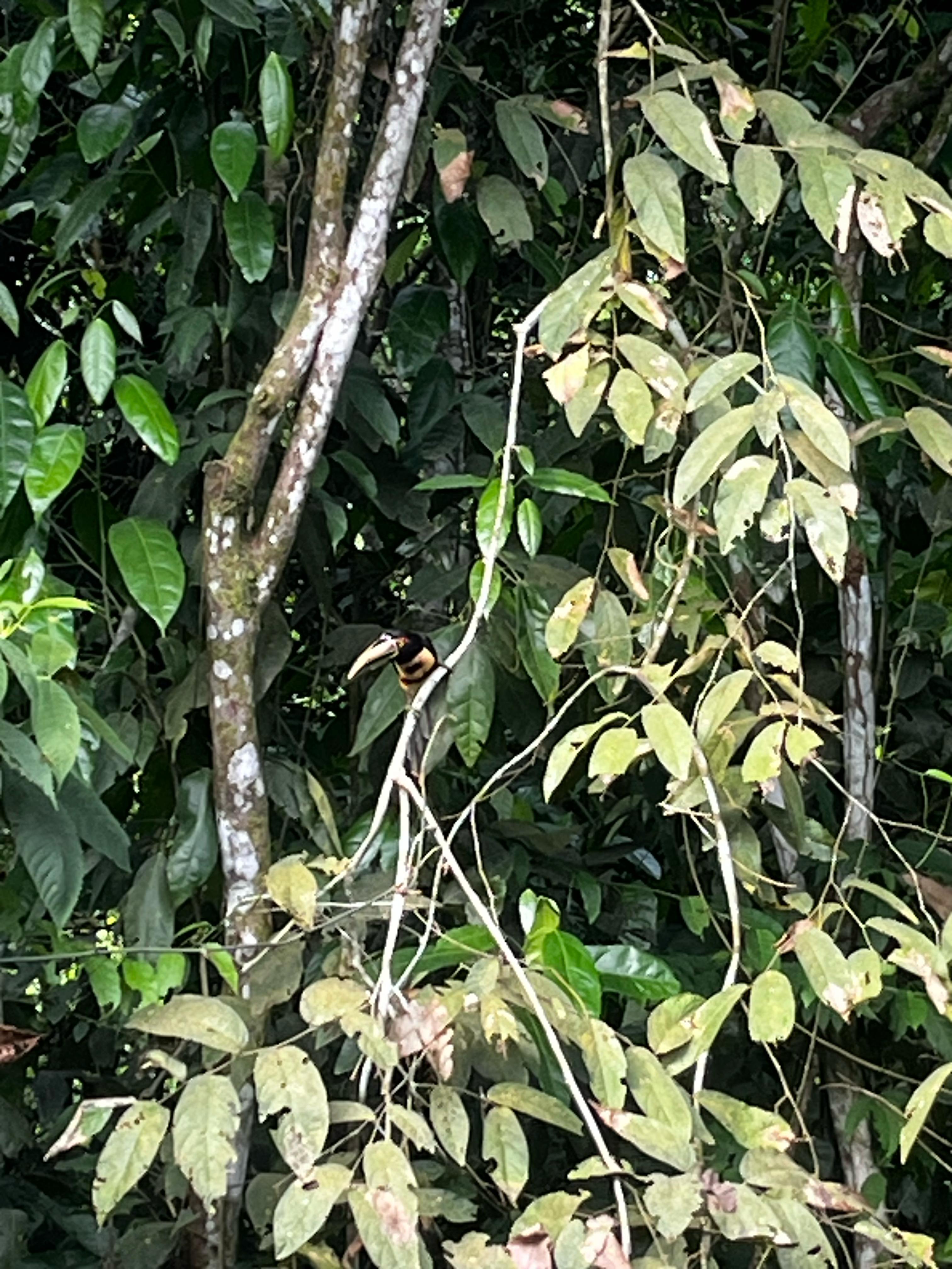 Tucan avistado en plantaciones